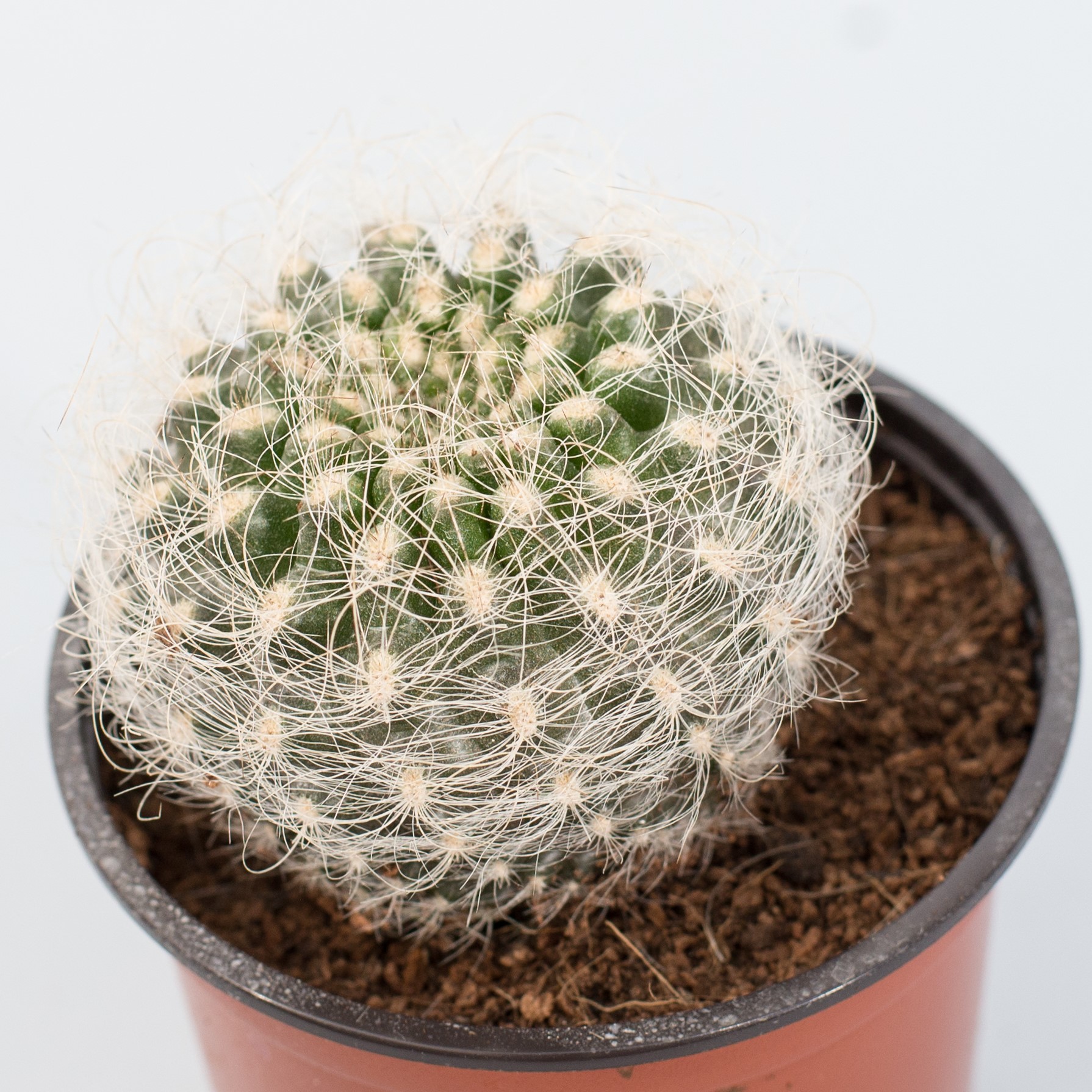 neoporteria gerocephala