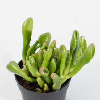 crassula ovata gollum