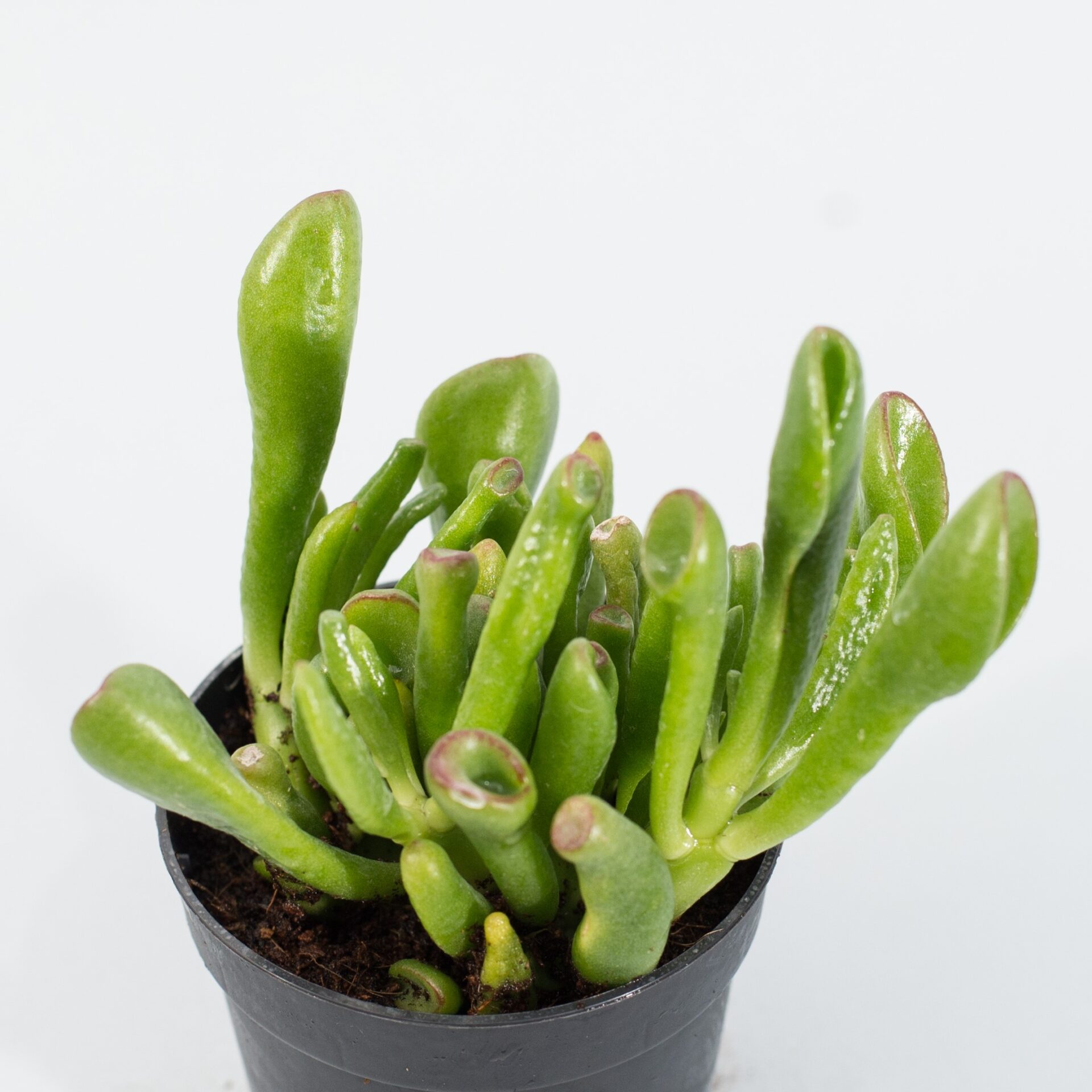 crassula ovata gollum