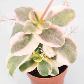 crassula multicava variegata