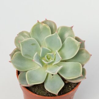 echeveria allegra