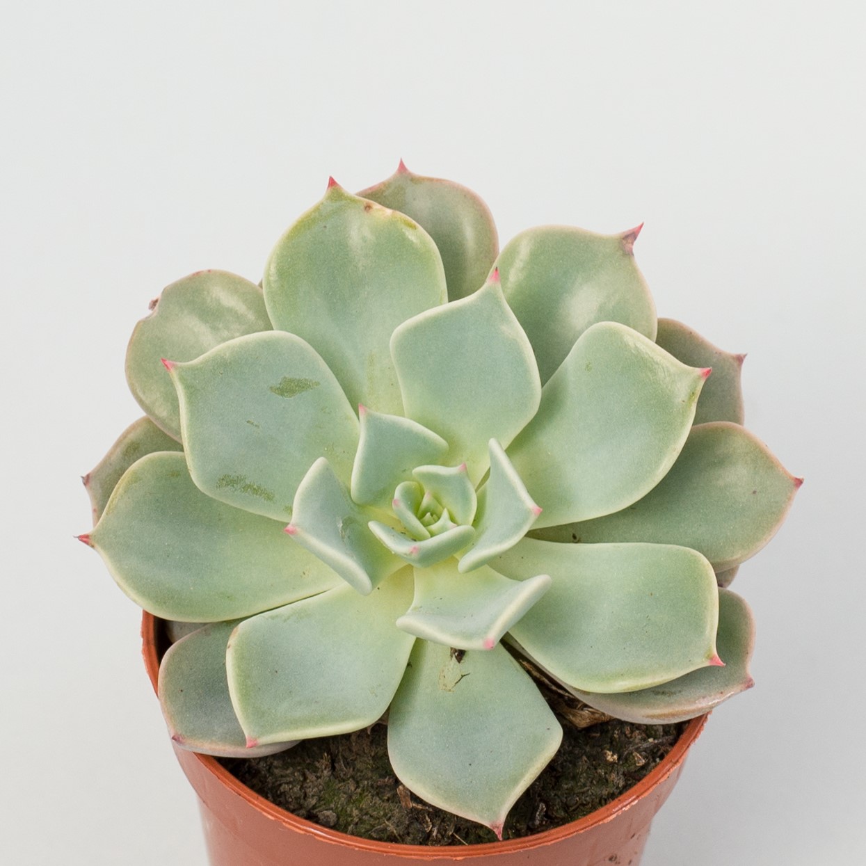 echeveria allegra