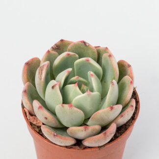 echeveria sitifukumiama