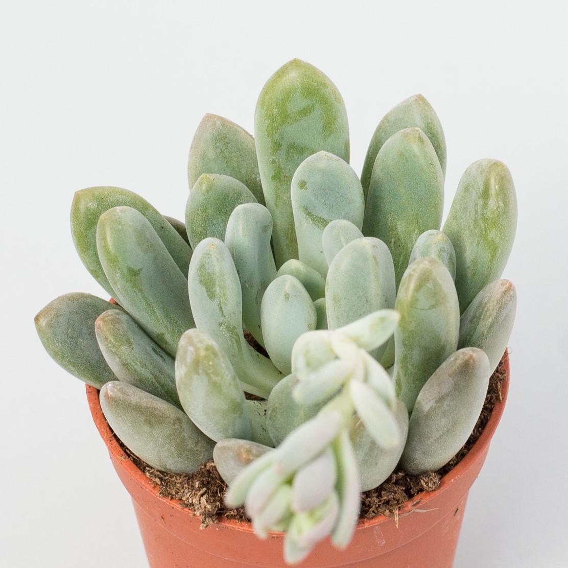 echeveria elegans blue