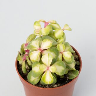 crassula portulacaria afra variegata