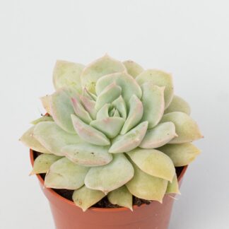 echeveria van breen