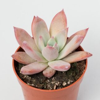 Echevira colorata var. mexican giant