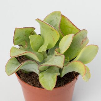 crassula arborescens