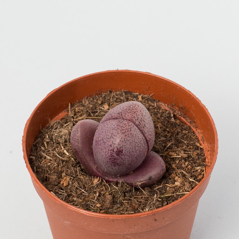 pleiospilo nelii rubra