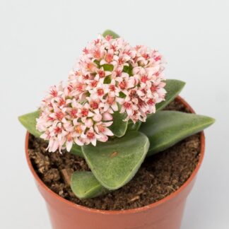 crassula springtime