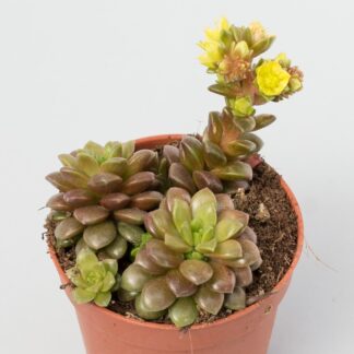 cremnosedum little gem