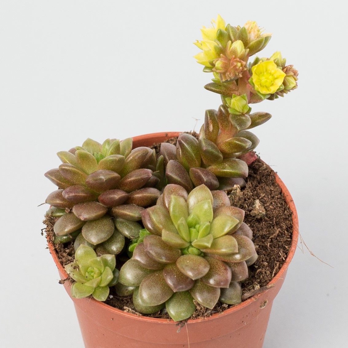 cremnosedum little gem