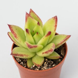 echeveria agavoides ebony
