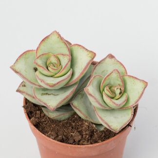 crassula perforata azul