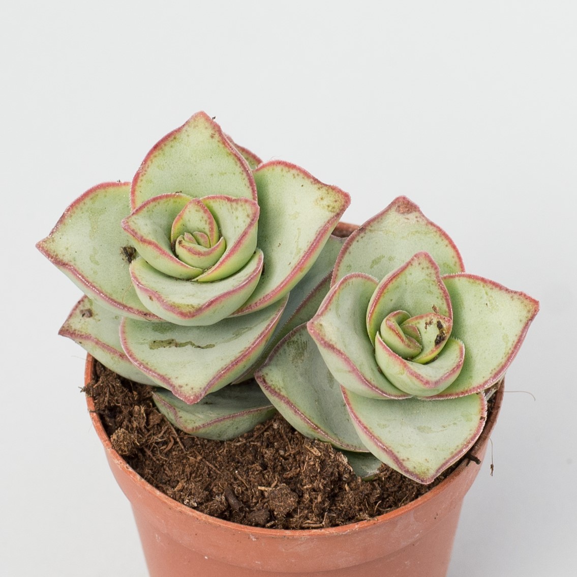 crassula perforata azul