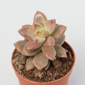 graptosedum bronze