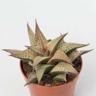 haworthia venosa var. tessellata