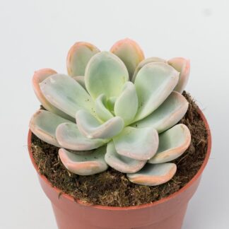 pachyveria orpet