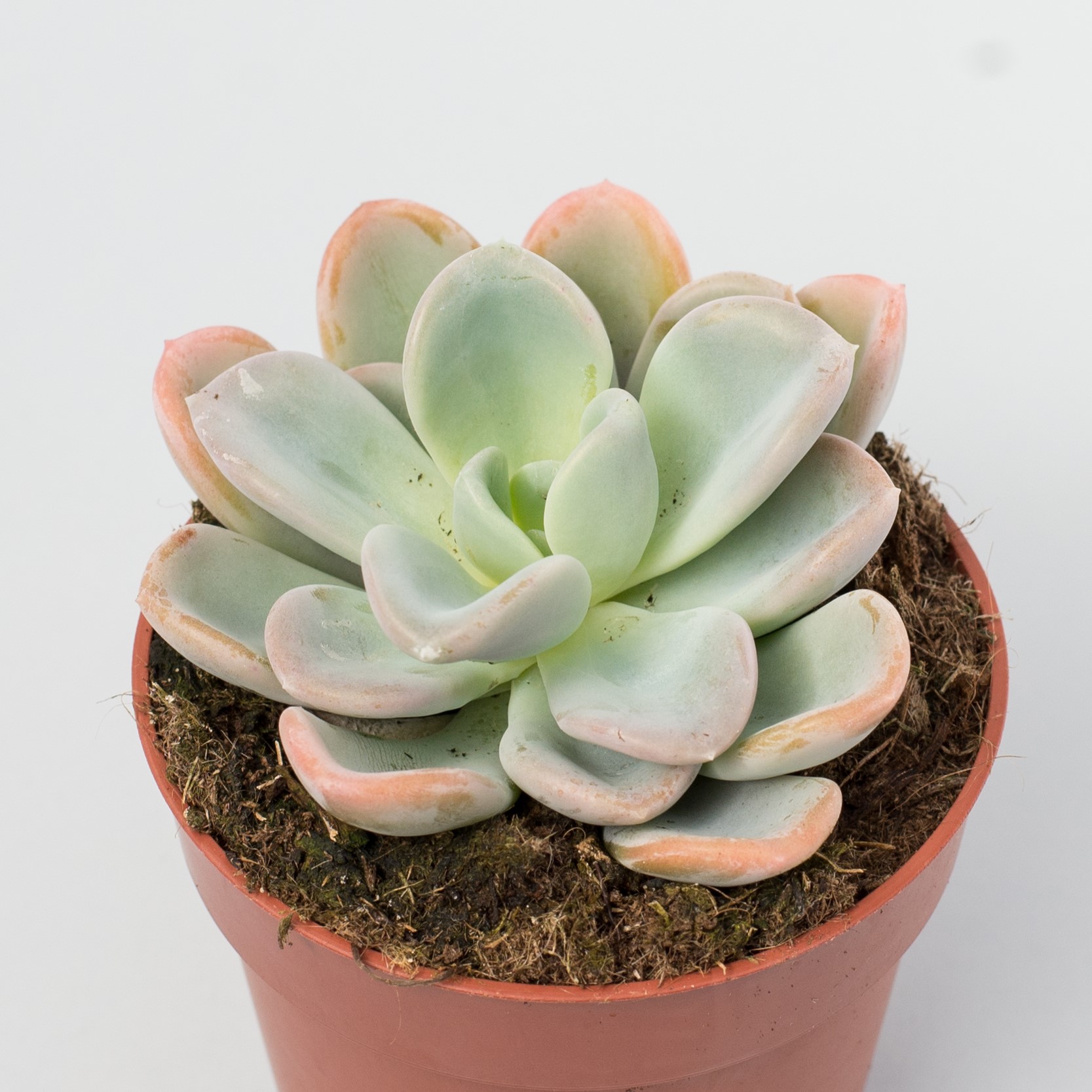 pachyveria orpet