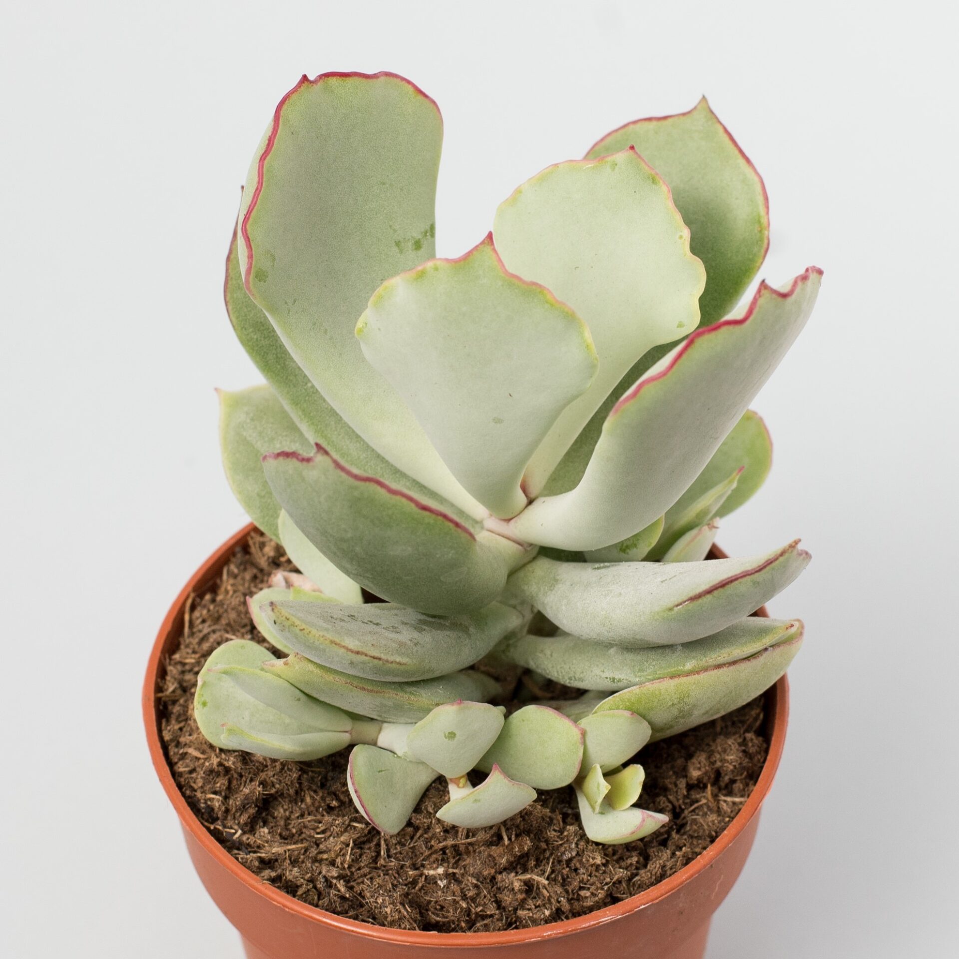 cotyledon orbiculata