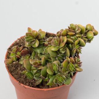 crassula lanuginosa var. pachystemon david