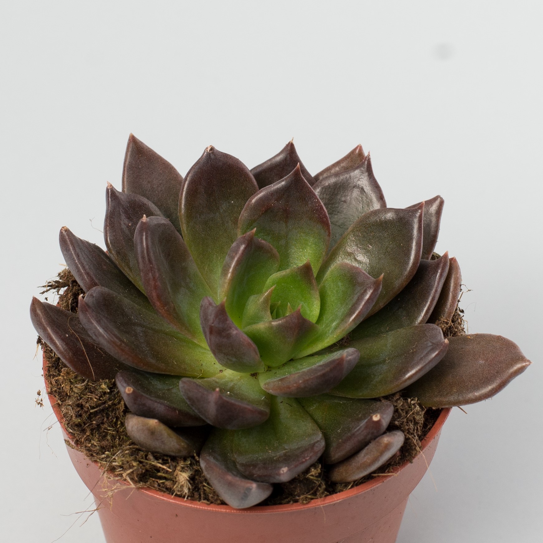 echeveria black knight