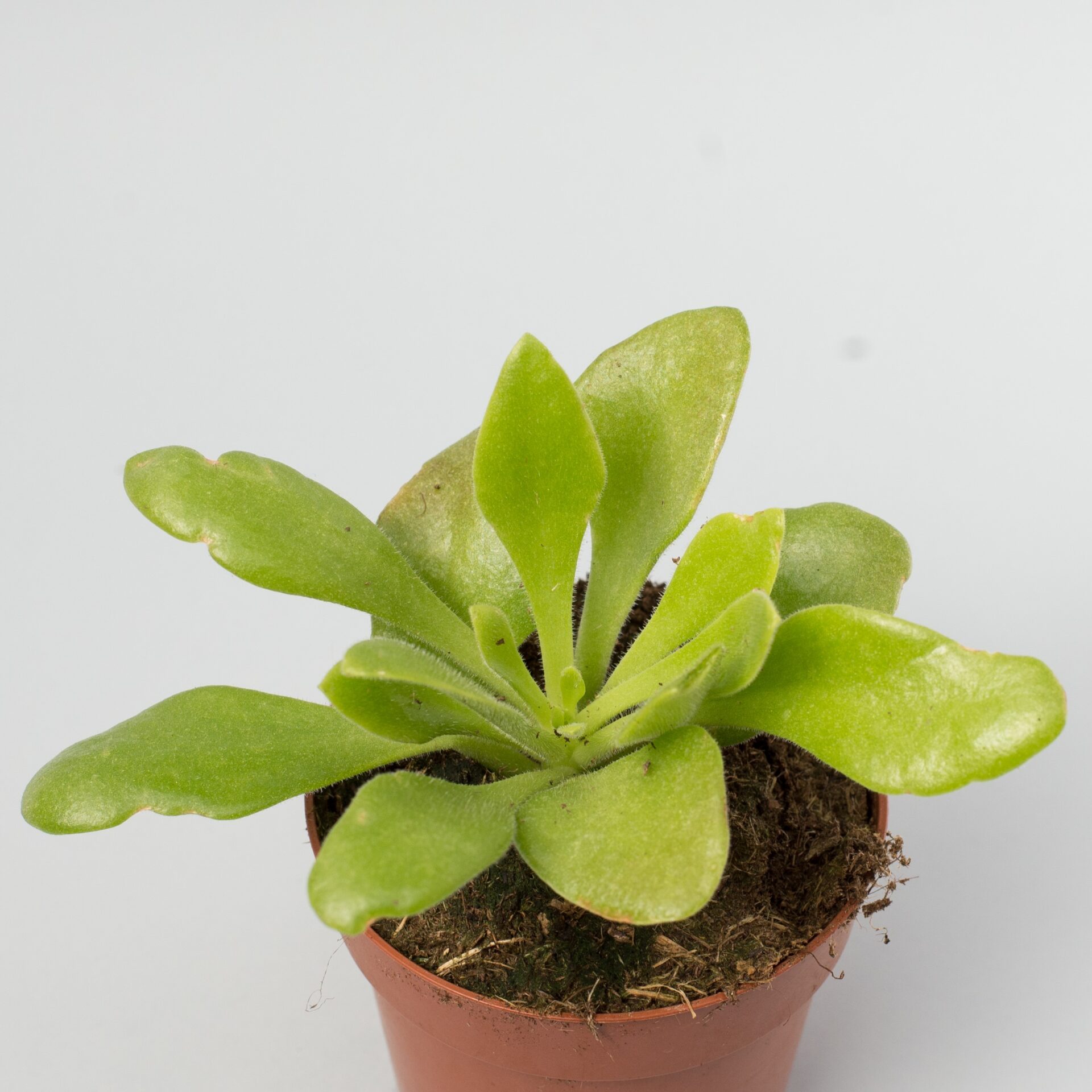 tylecodon paniculatus