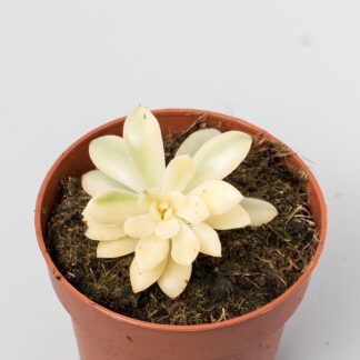 echeveria minibelle variegata