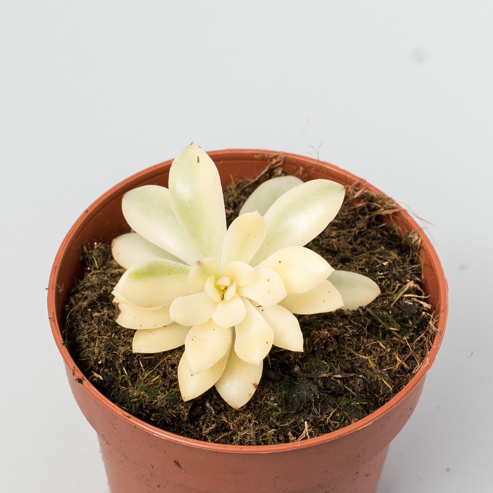 echeveria minibelle variegata