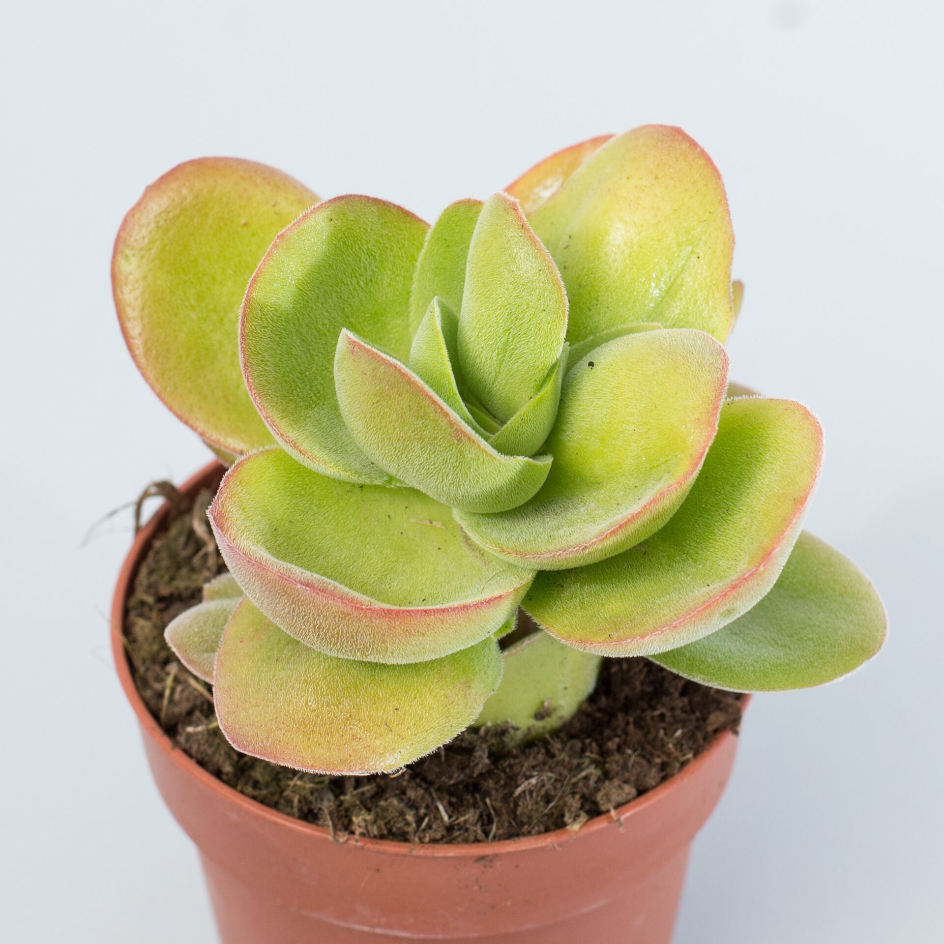 crassula argyrophylla var. swaziensis