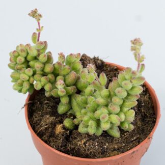 crassula hirtipes