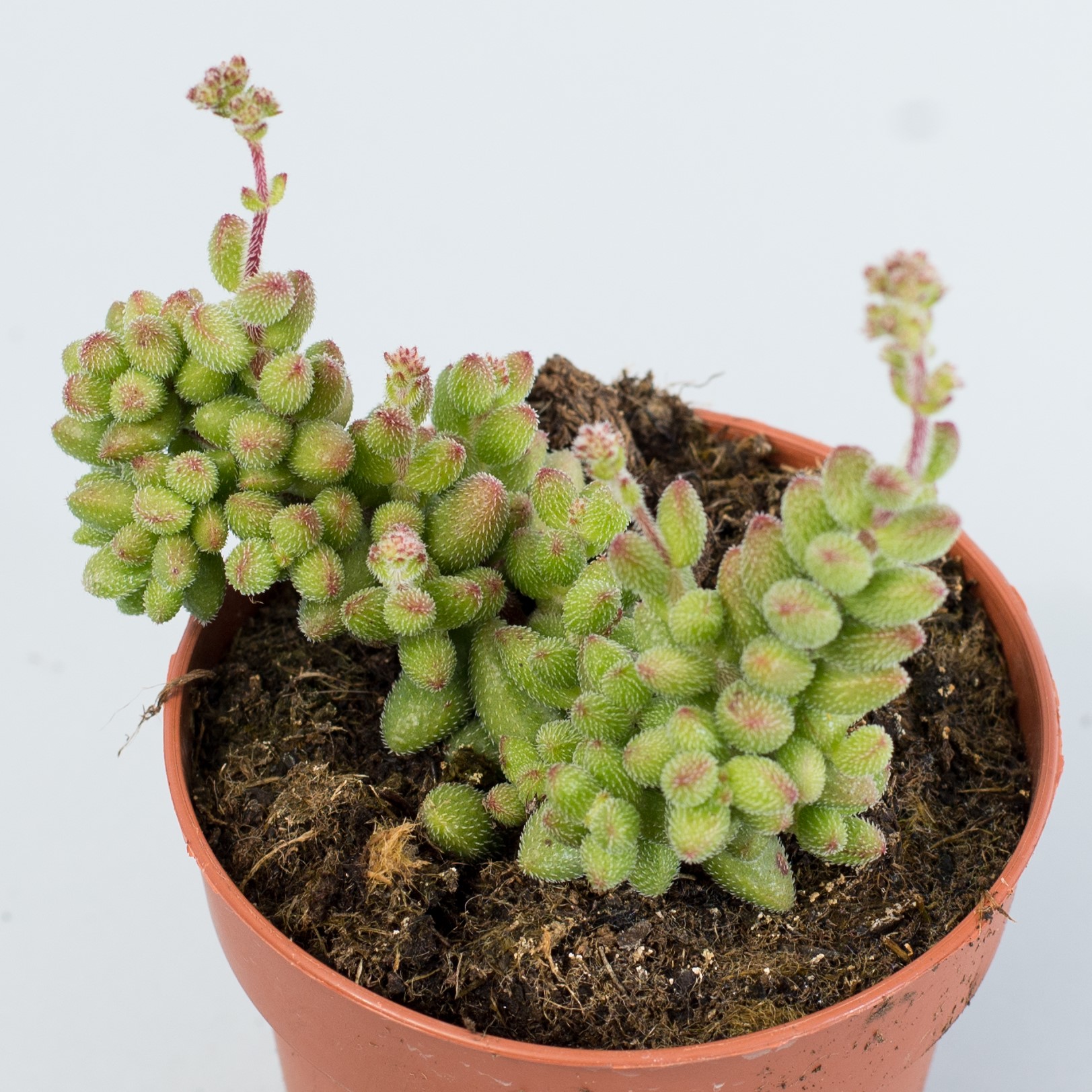 crassula hirtipes