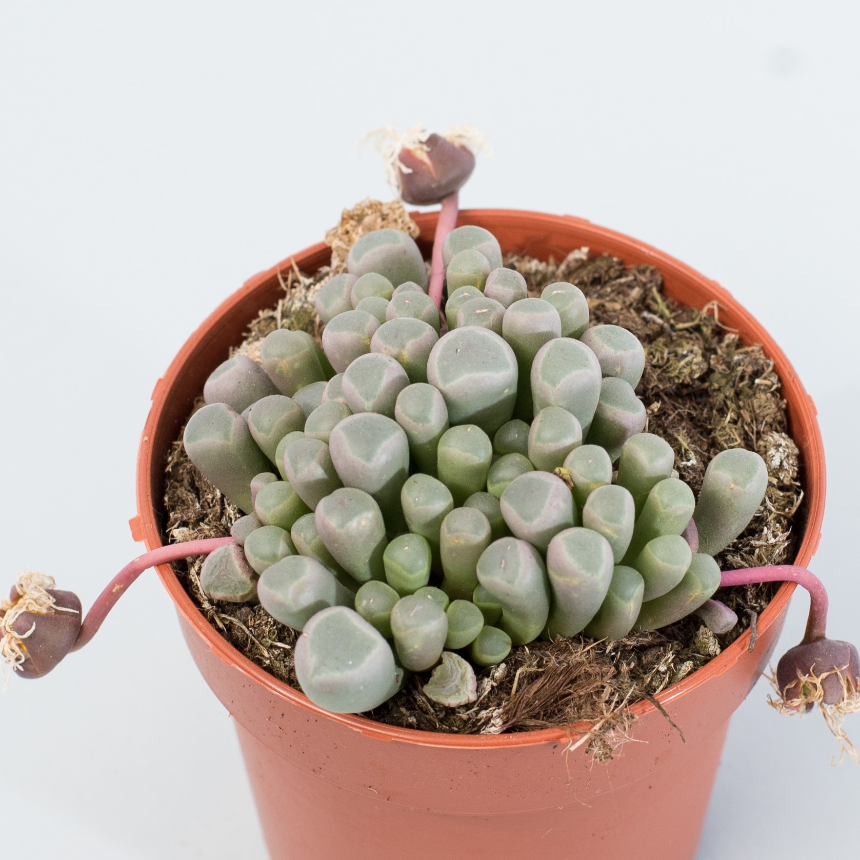 fenestraria aurantiaca