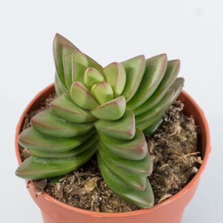 crassula ben