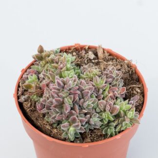 crassula lanuginosa var. pachystemon