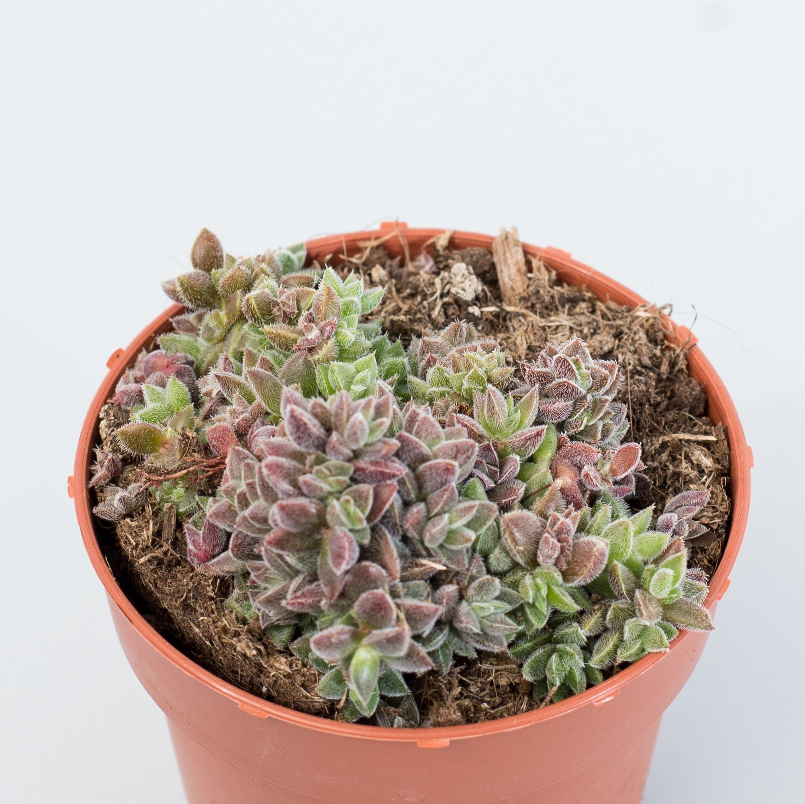 crassula lanuginosa var. pachystemon