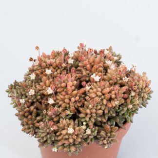 crassula humbertii