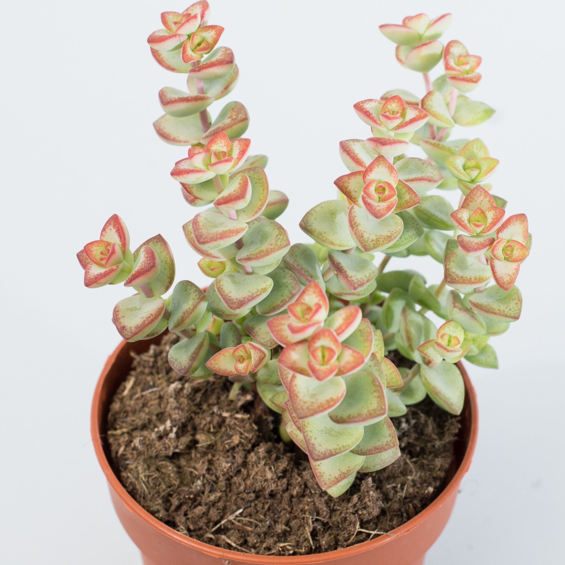 crassula perforata