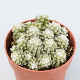 anacampseros filamentosa var. tomentosa