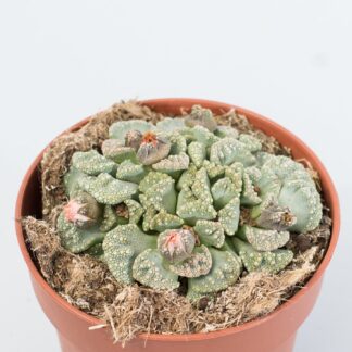 titanopsis calcarea