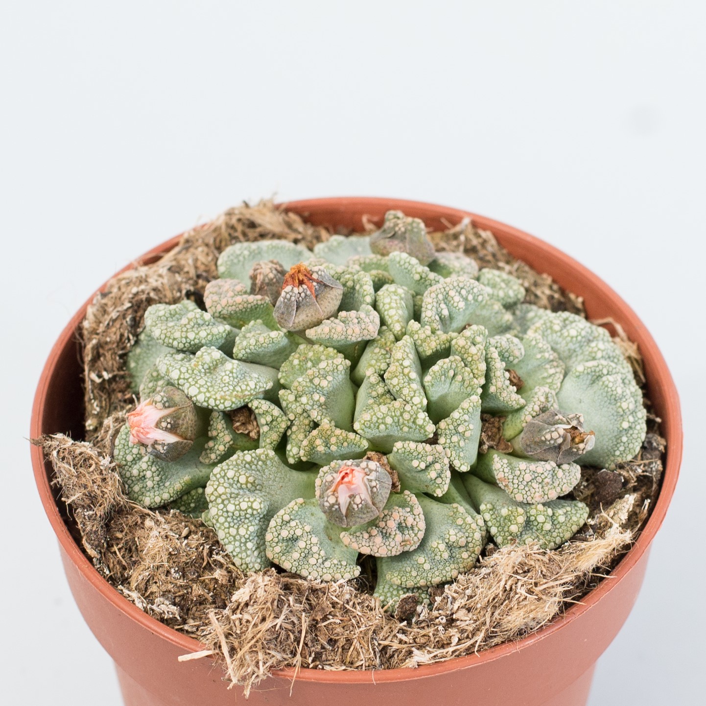 titanopsis calcarea