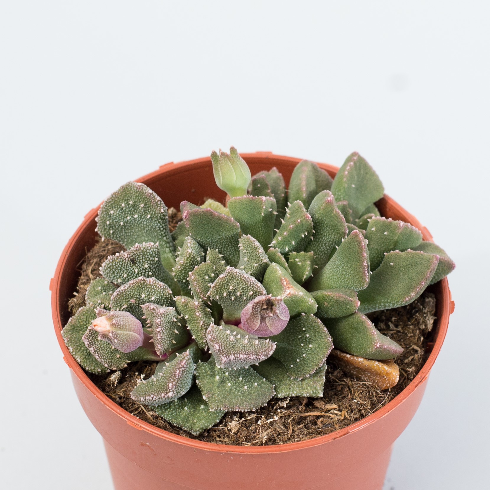 titanopsis aloinopsis setifera