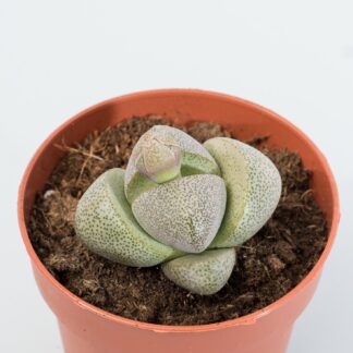 pleiospilos nelii