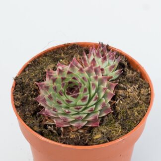 sempervivum calcareum