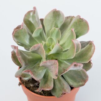echeveria dark strength