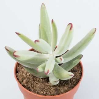 cotyledon orbiculata flanaganii