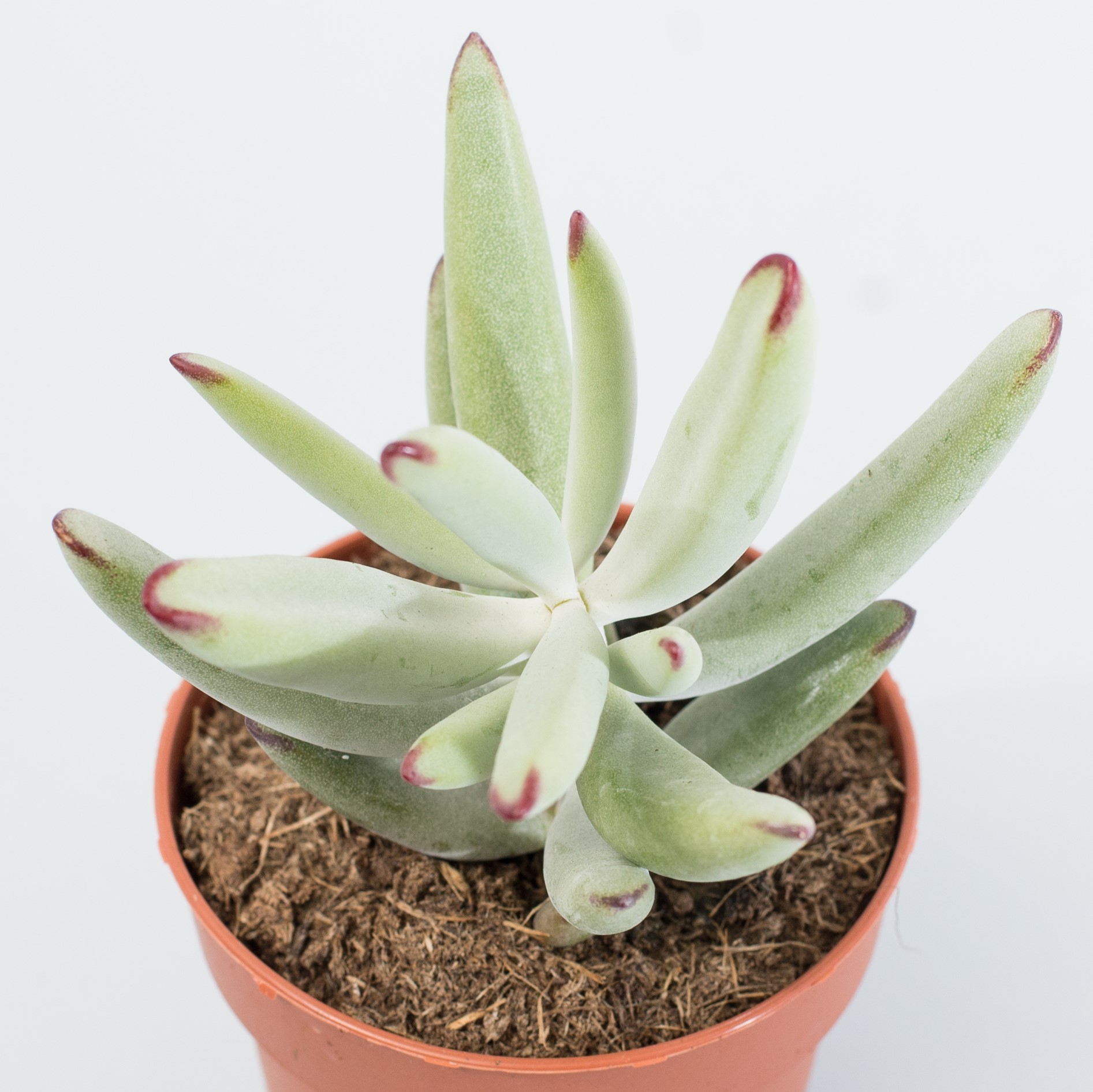 cotyledon orbiculata flanaganii