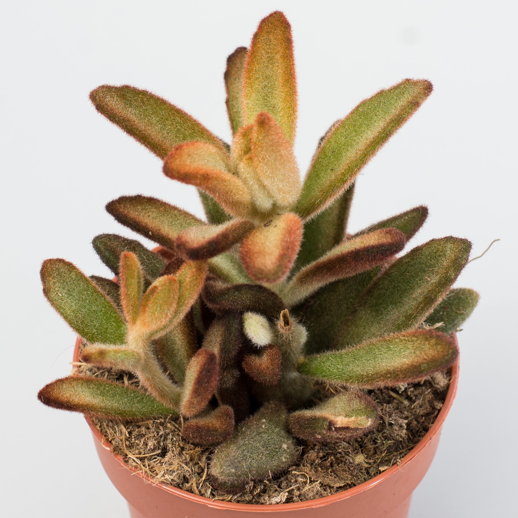 kalanchoe tomentosa chocolate soldier