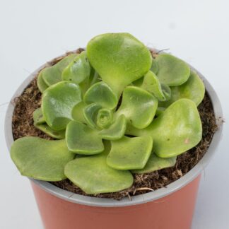 aeonium lily pad