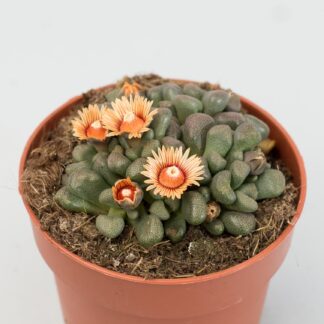 aeonium☆Princess様 Aeonium princess - Suculandia